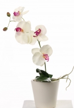 Phalaenopsis 44cm